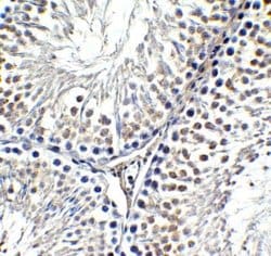 AMID Antibody - BSA Free, Novus Biologicals 0.1 mg | Buy Online | Novus Biologicals | Fisher Scientific